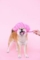 Dog chewing on a rawhide bone on a carpet