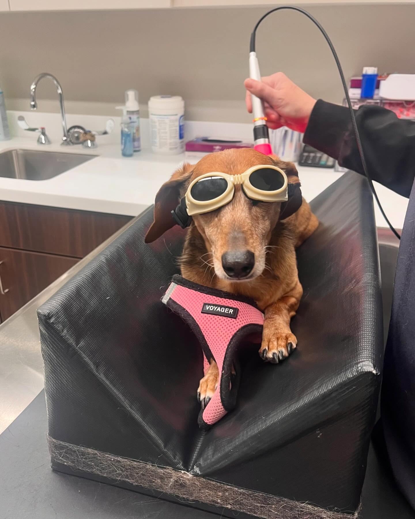 Smiling person in pink glasses hugging a black dog indoors.