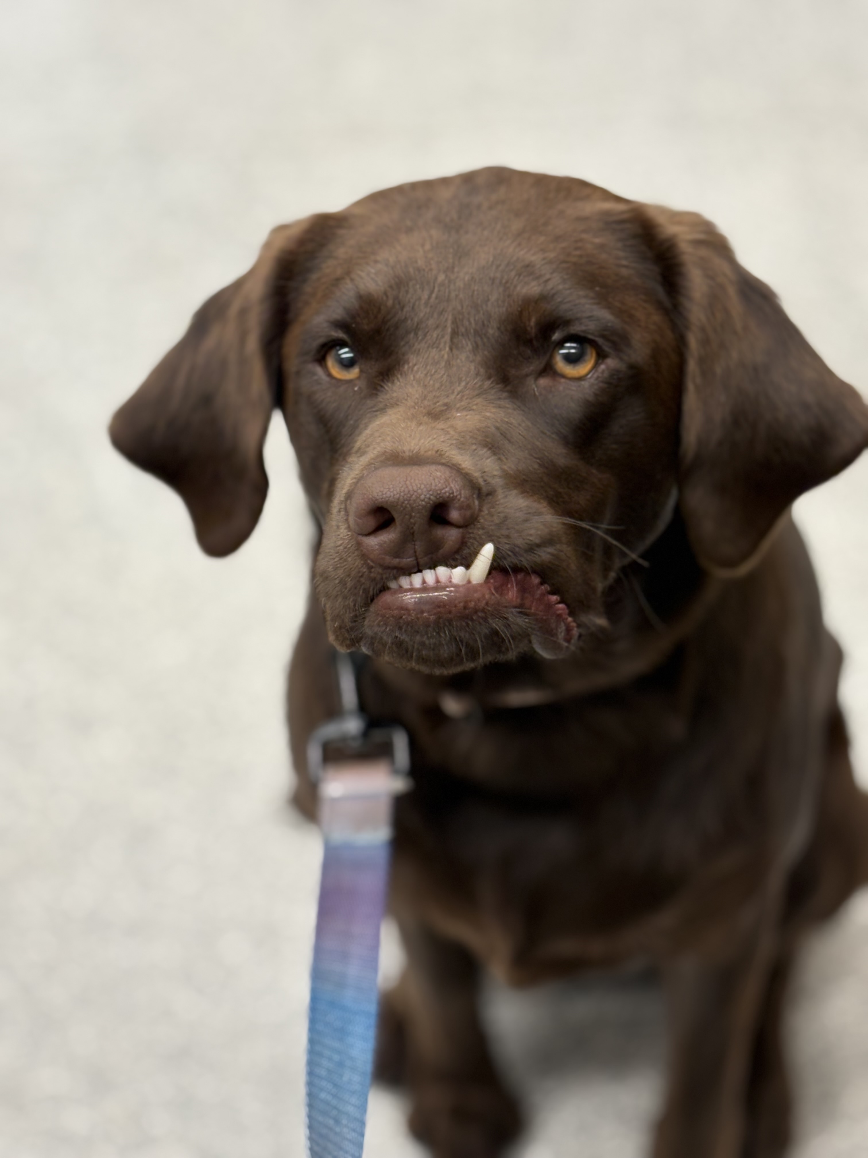 Three pet dental care products: a chew bag, powder pouch, and green supplement jar.