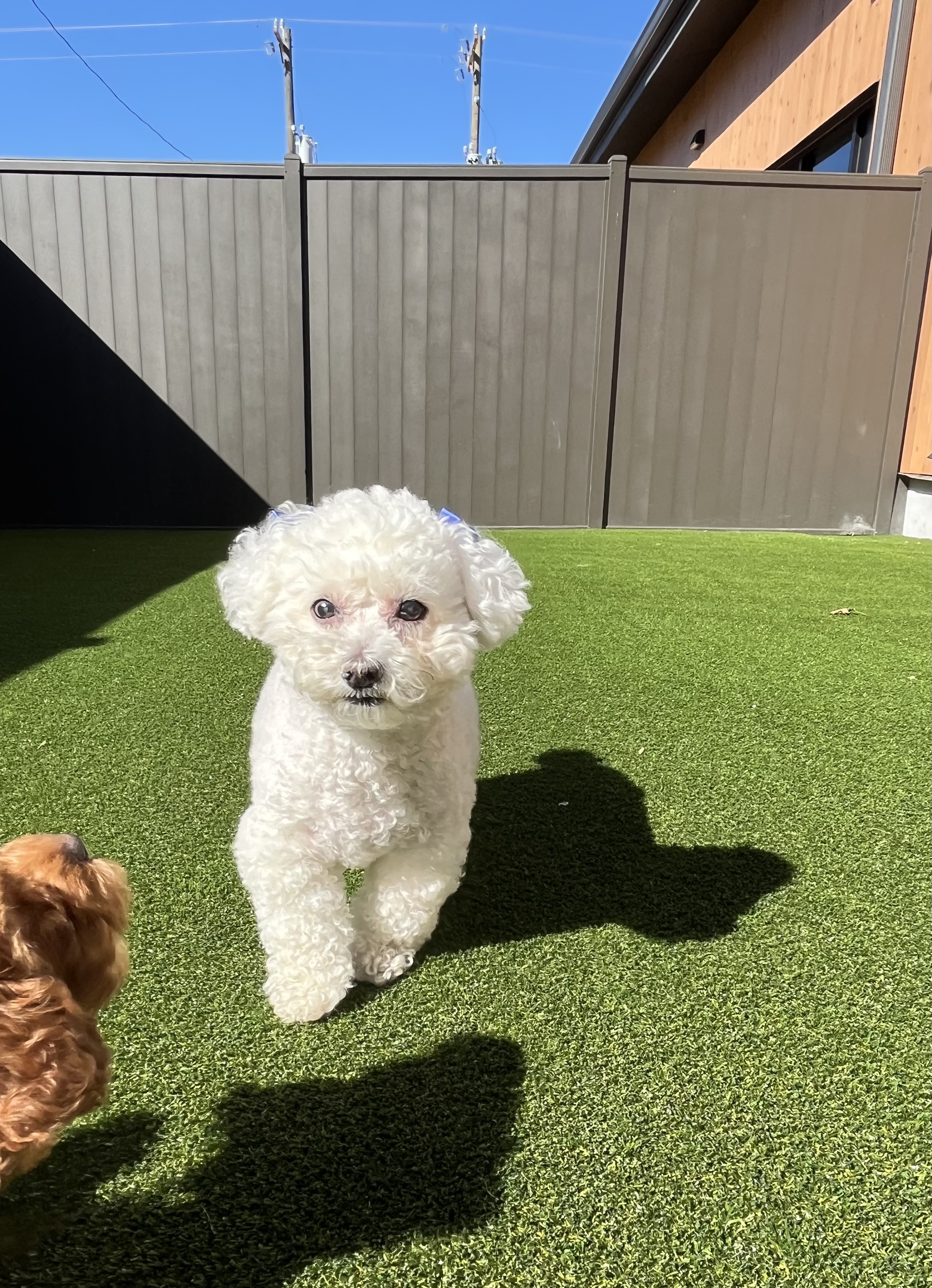 Brown dog standing in a grassy field with white flowers, looking alert with tail curled up