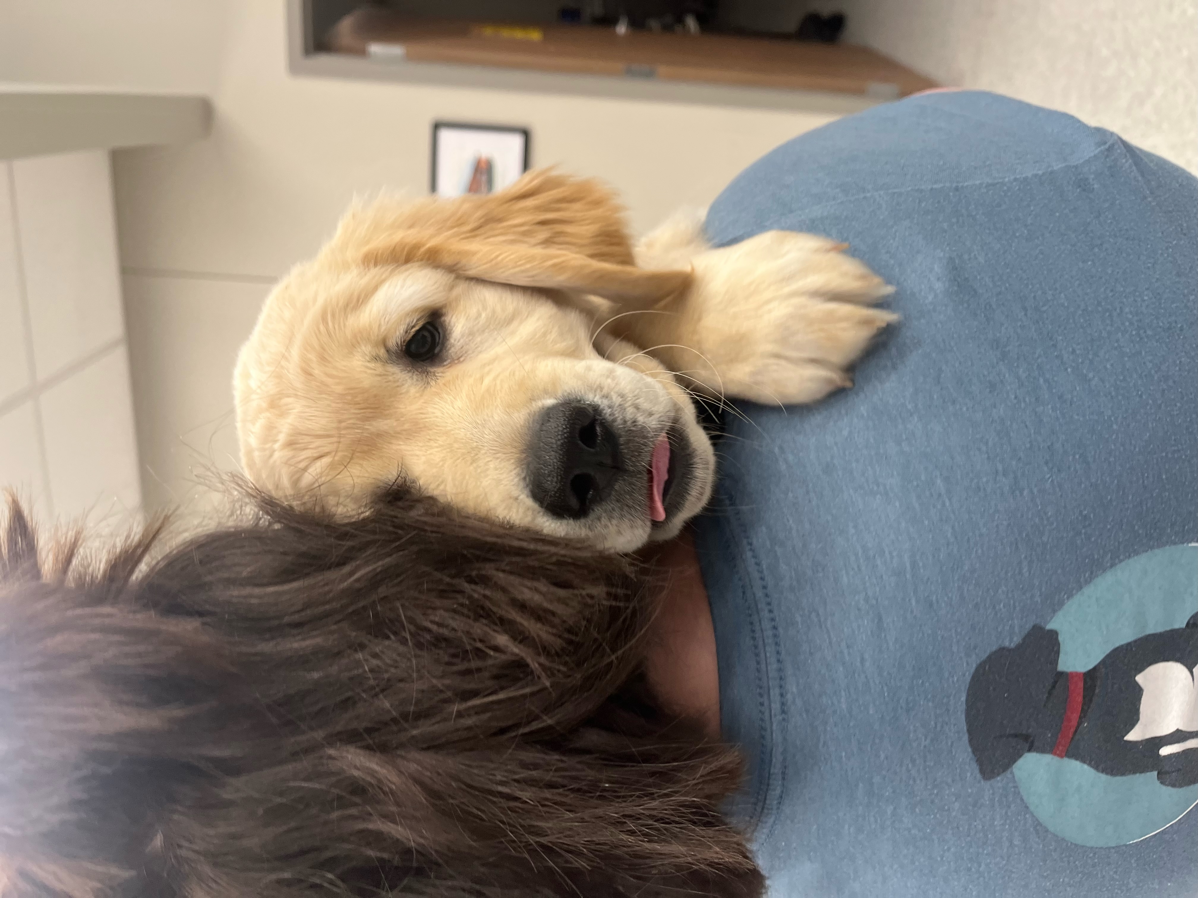 Golden retriever puppy being held close, with soft tan fur and a calm, soulful expression.