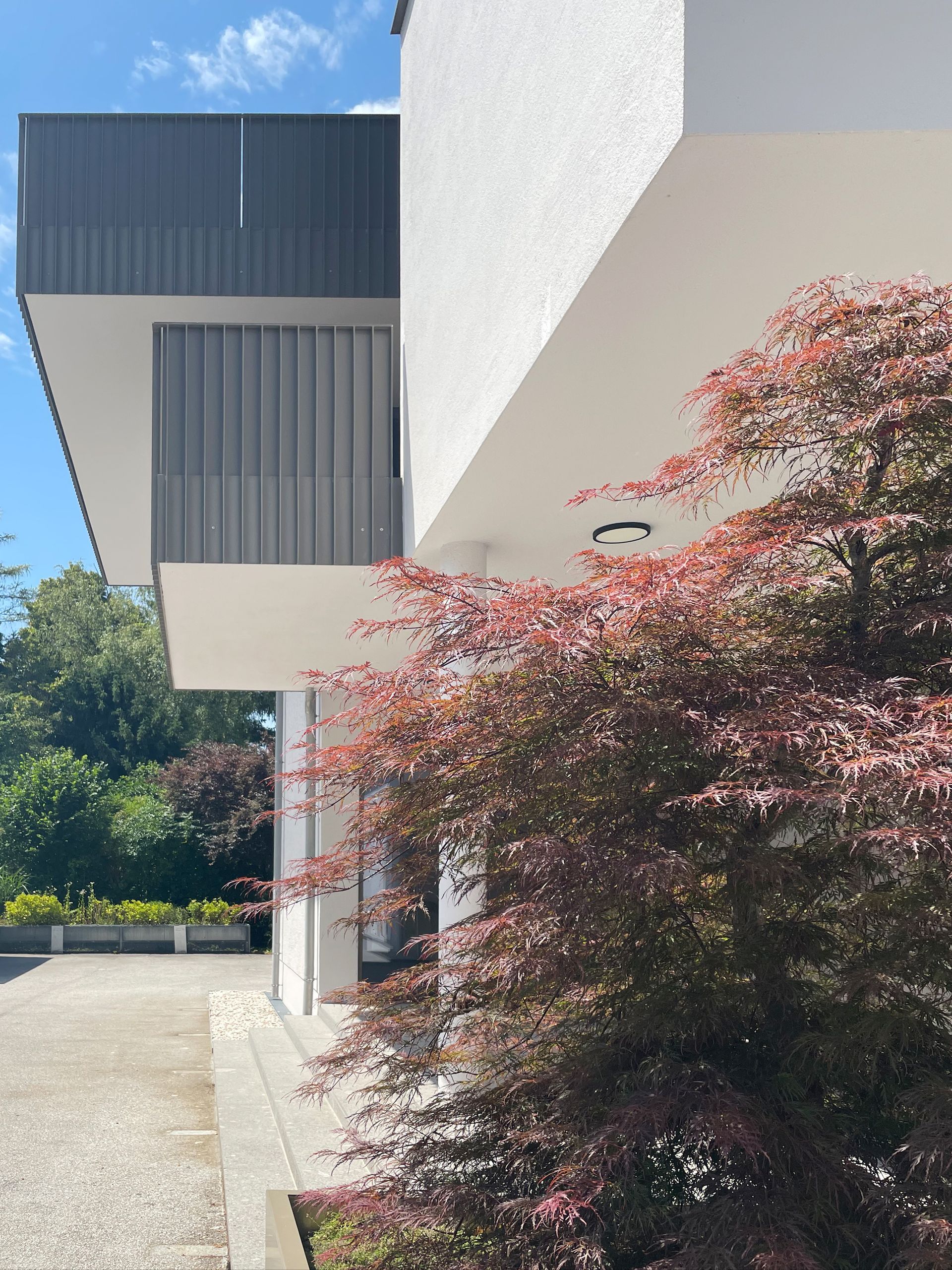 Ein Baum mit roten Blättern steht vor einem weißen Gebäude