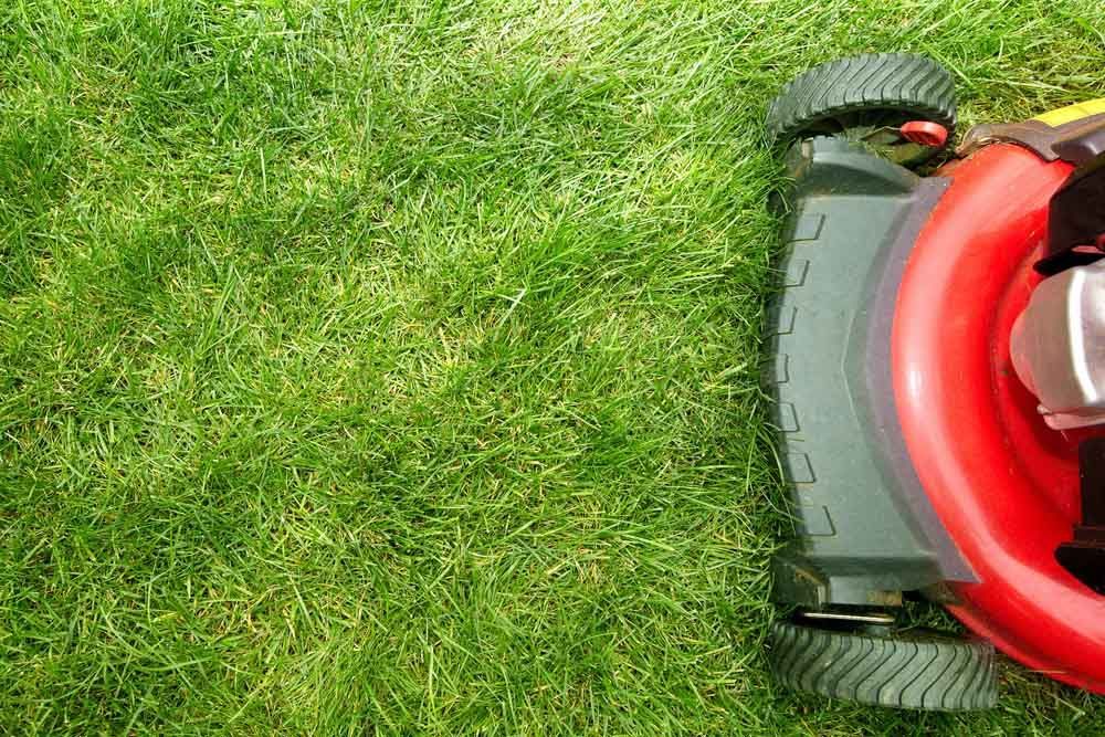 Lawn Mower Cutting Green Lawn — Craig’s Lawn Mowing and Garden Maintenance in Sutherland, NSW