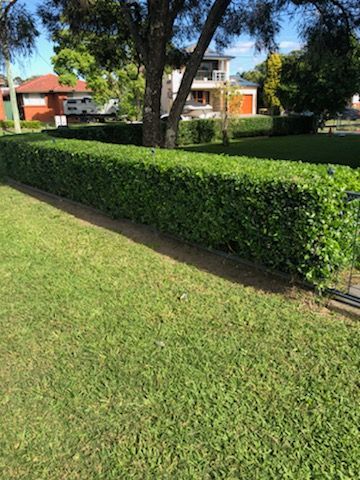 Green Lawn With Hedge — Craig’s Lawn Mowing and Garden Maintenance in Miranda, NSW