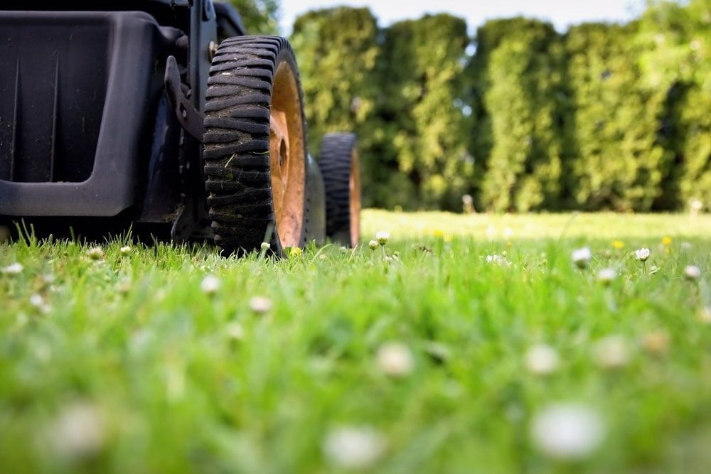 Lawnmower on a Green Lawn — Craig’s Lawn Mowing and Garden Maintenance in Cronulla, NSW