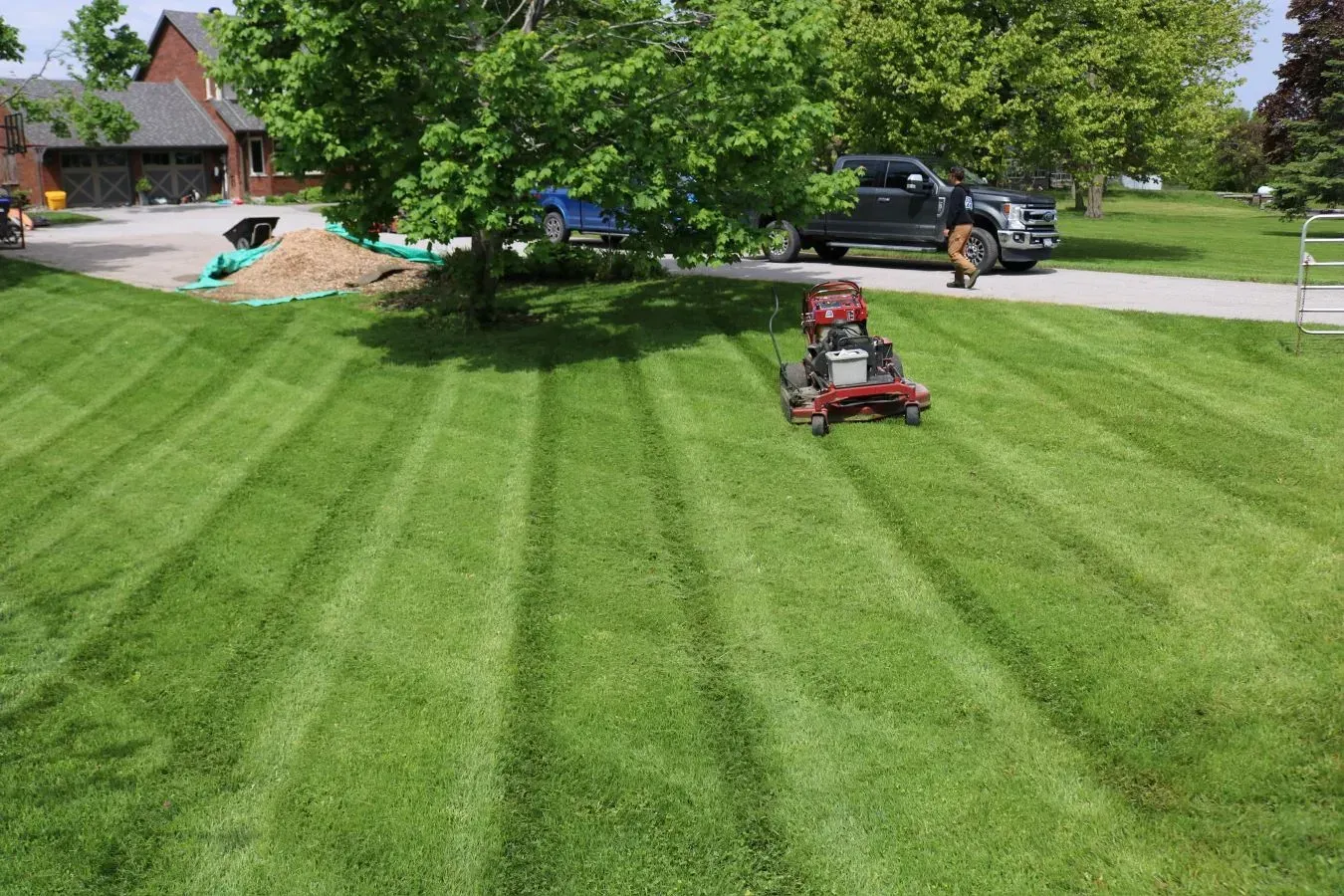 Lawn being mowed with stripes by a red riding mower under a tree in a residential yard.