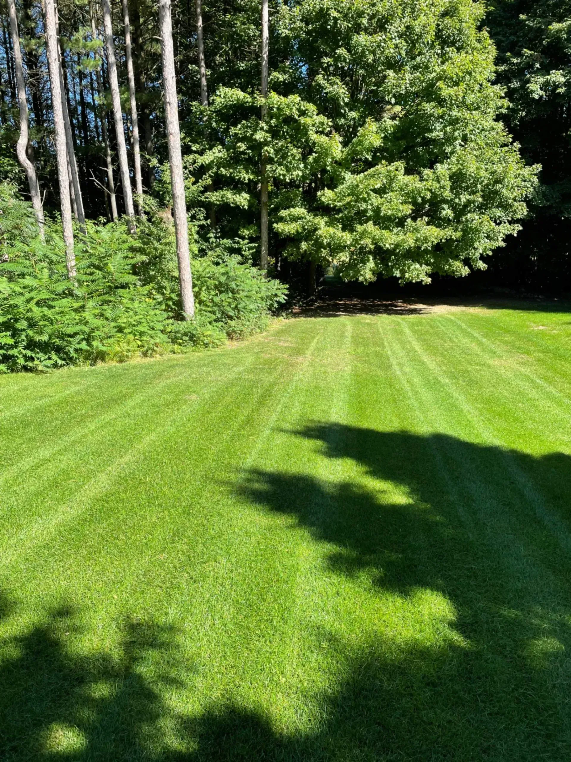 Lawn with fresh cut stripes, trees in background casting a shadow, sunny day.