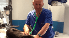 Un veterinario in camice blu esamina un cane nero su un tavolo della clinica.