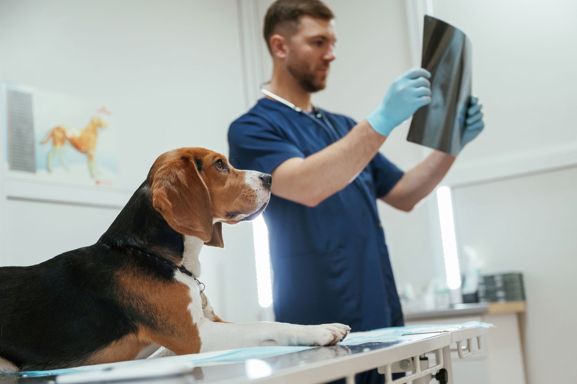 Un veterinario esamina una radiografia accanto a un cane nero focato sdraiato su un tavolo da visita.