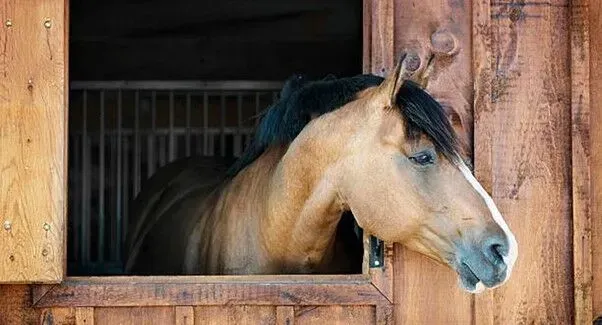 um cavalo está olhando pela janela de um estábulo de madeira.