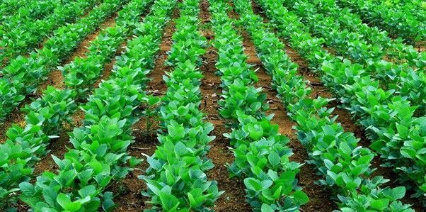 fileiras de plantas verdes estão crescendo em um campo.