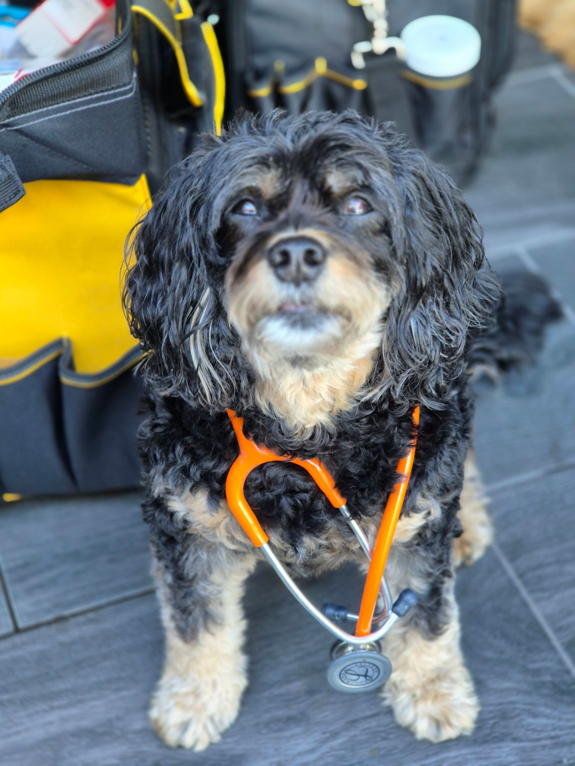 HousePaws Mobile Vet