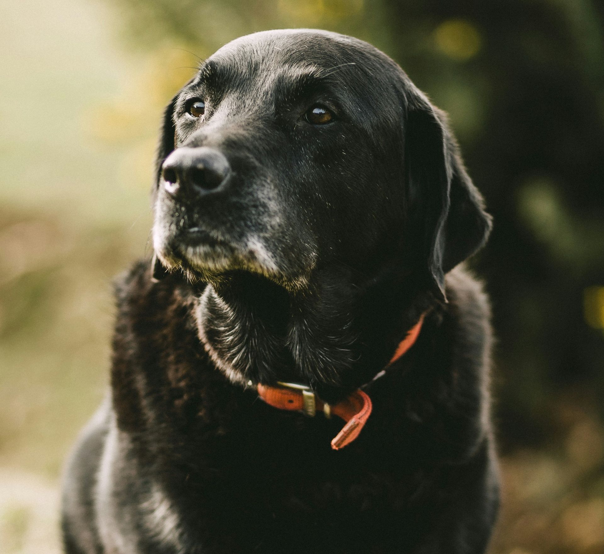 HousePaws Mobile Vet