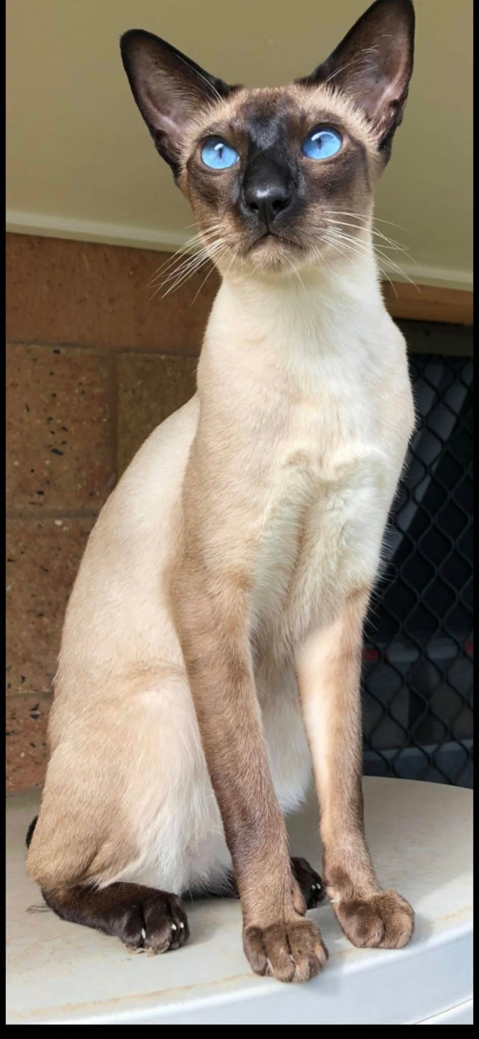 Beautiful Loki the Siamese cat with stunning blue eyes during examination with HousePaws Mobile Vet.