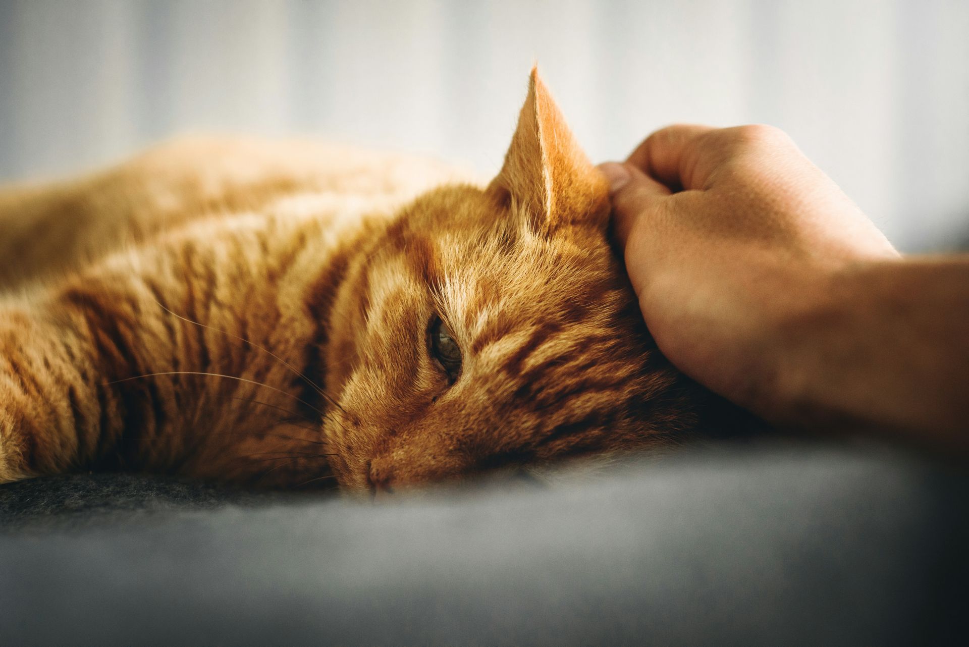 Sad old ginger cat with HousePaws Mobile Vet.