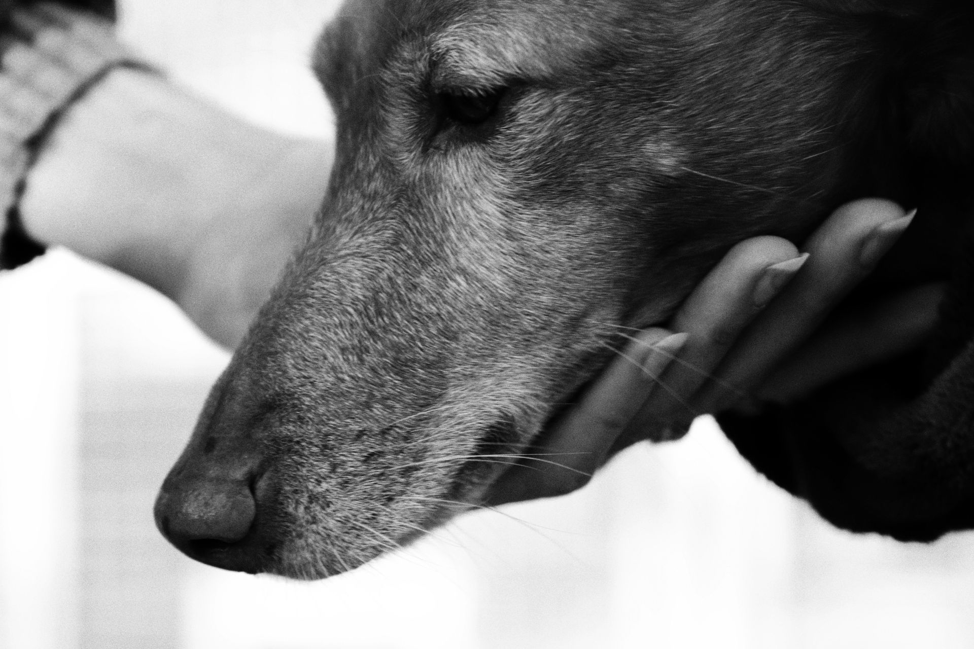 Sad old Dachshund with HousePaws Mobile Vet.