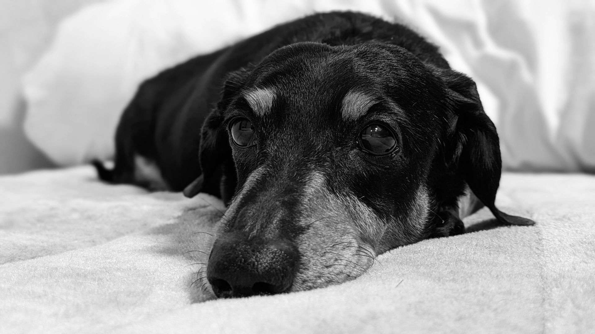 Sad old Dachshund with HousePaws Mobile Vet.
