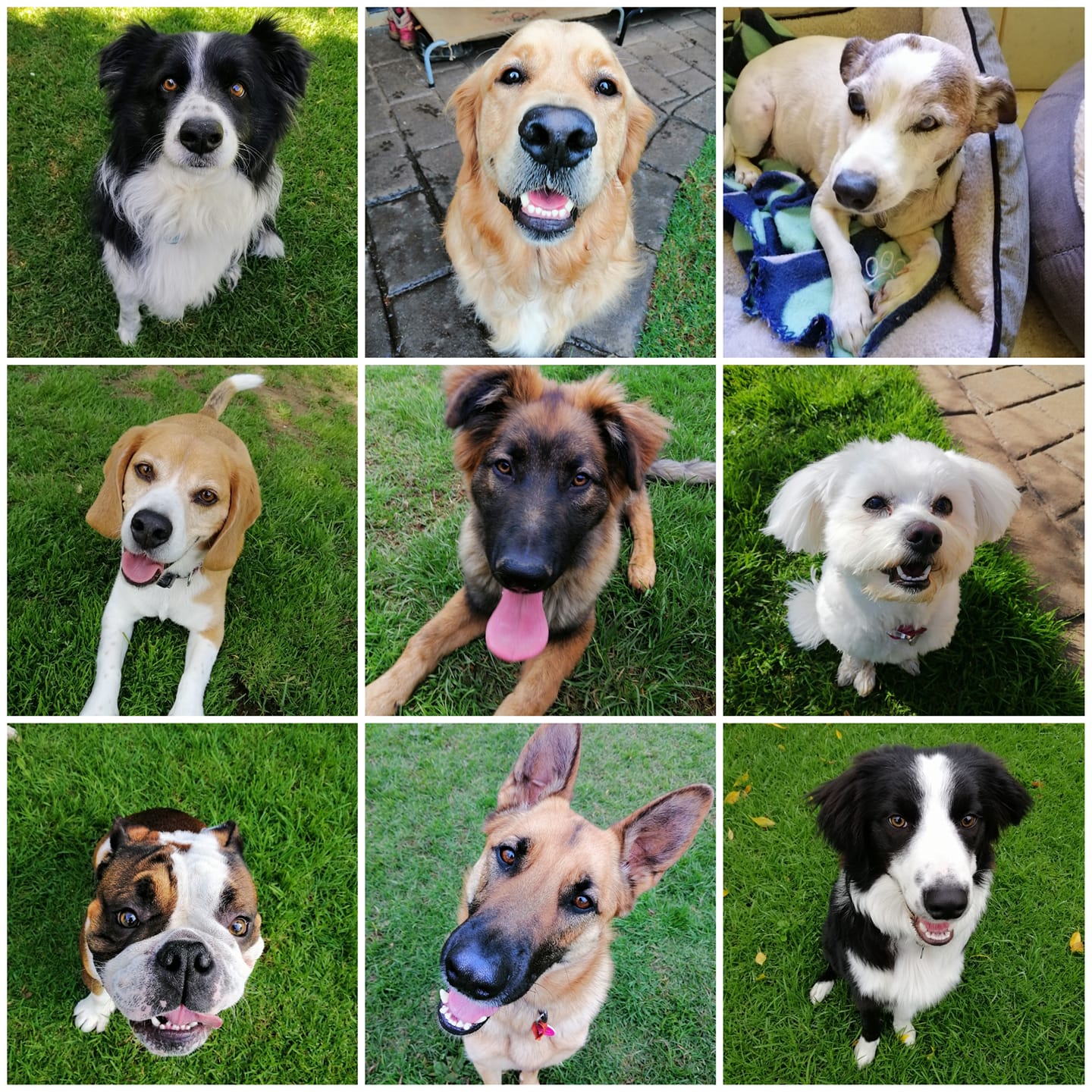 Nine dogs of various breeds on grass, looking up with different expressions.