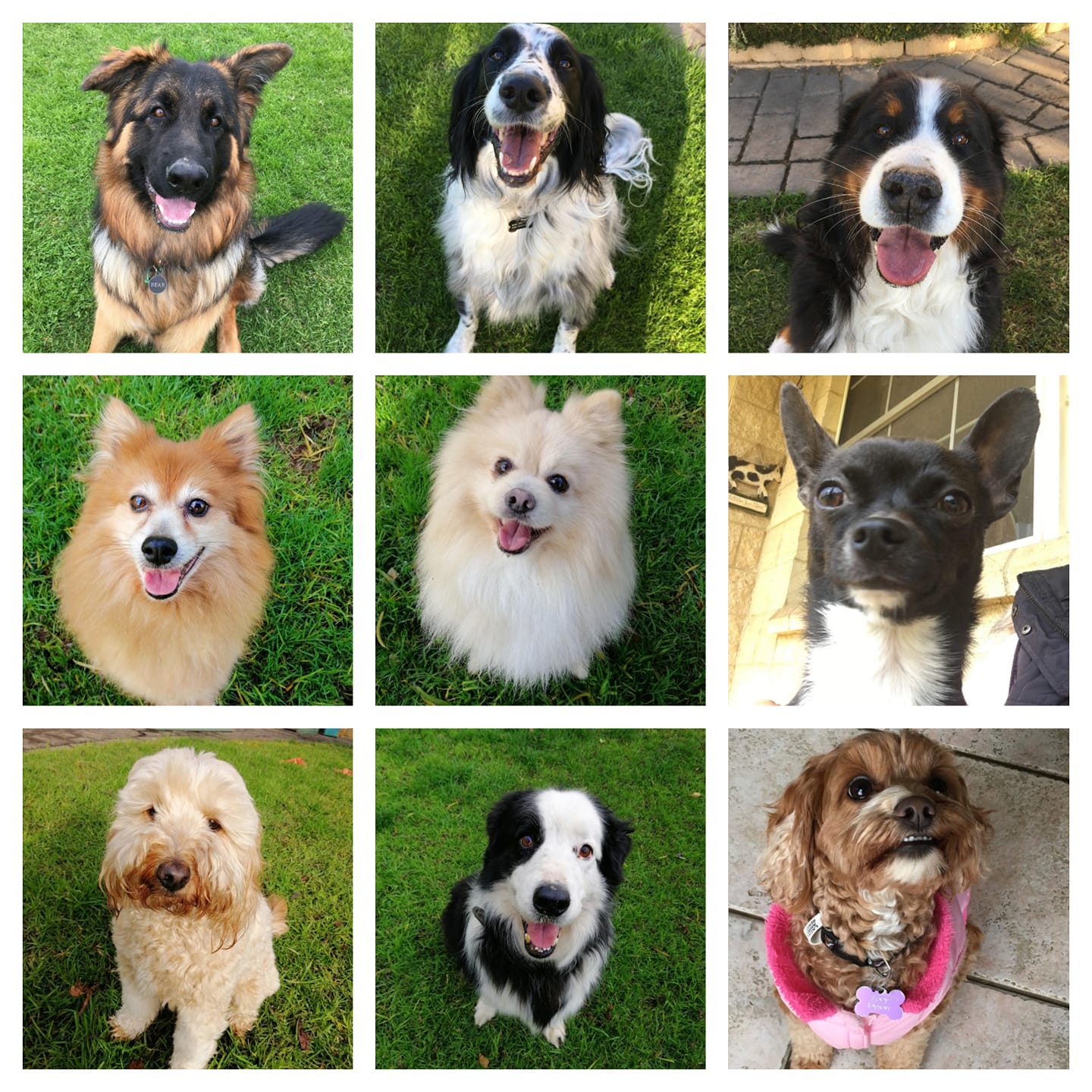 Nine dogs of various breeds looking at the camera with happy expressions, in outdoor settings.
