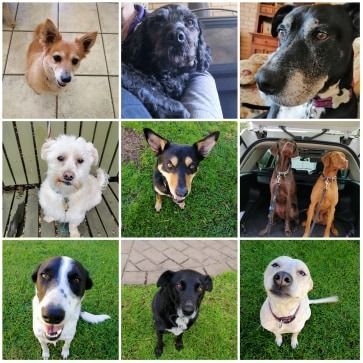 Nine dogs of various breeds and colors looking at the camera in various settings.