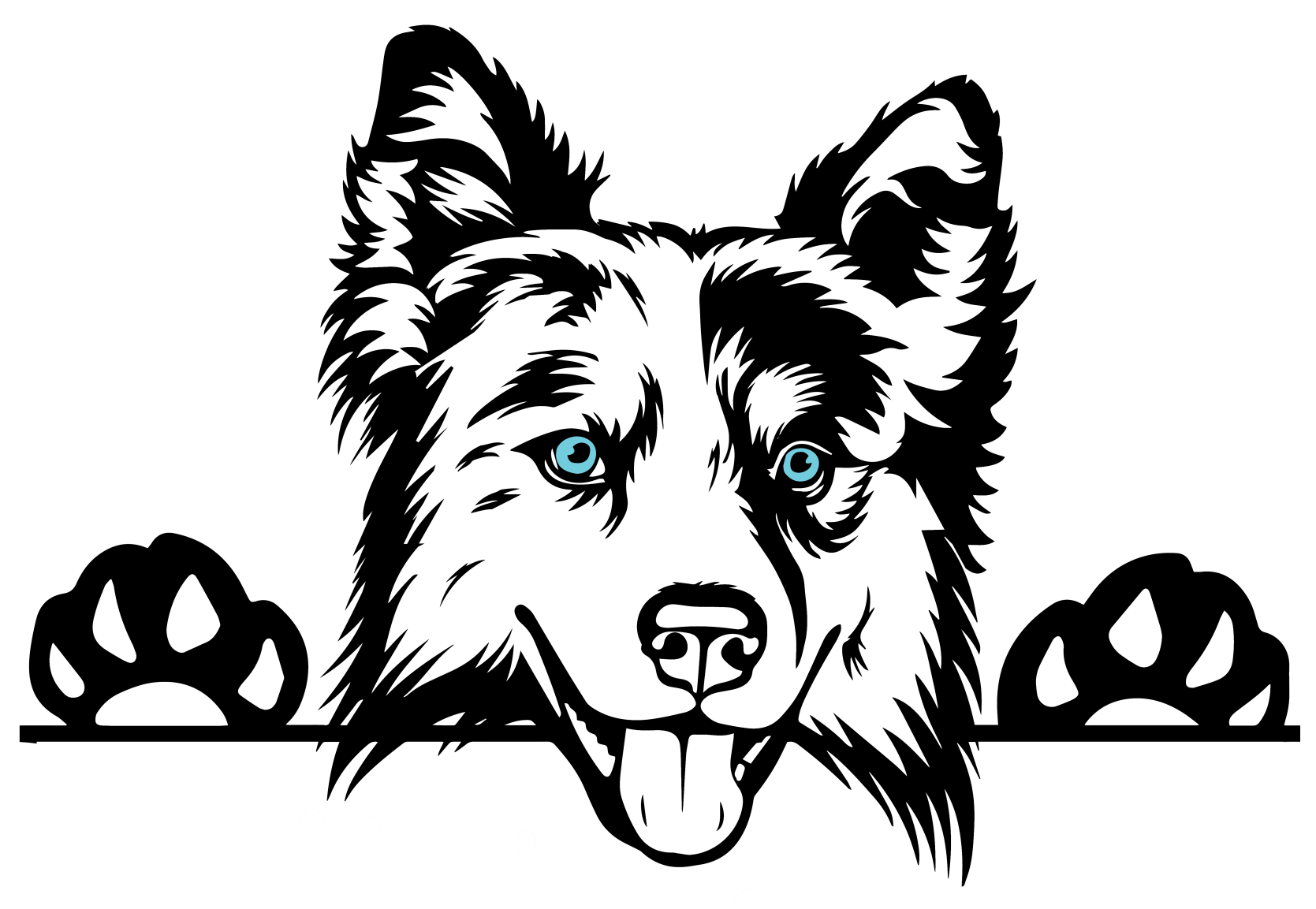 Black and white Border Collie dog head, blue eyes, paws on ledge, tongue out, happy expression.