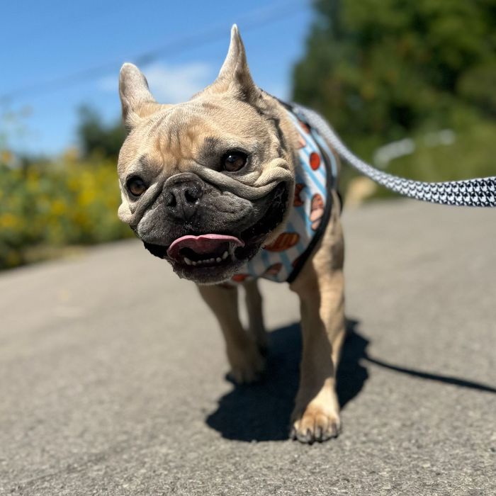 dog walker