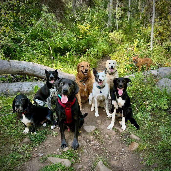Dog Hiking group