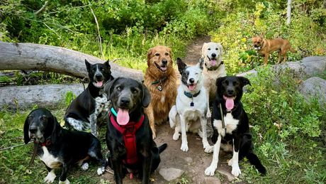 dog hiker