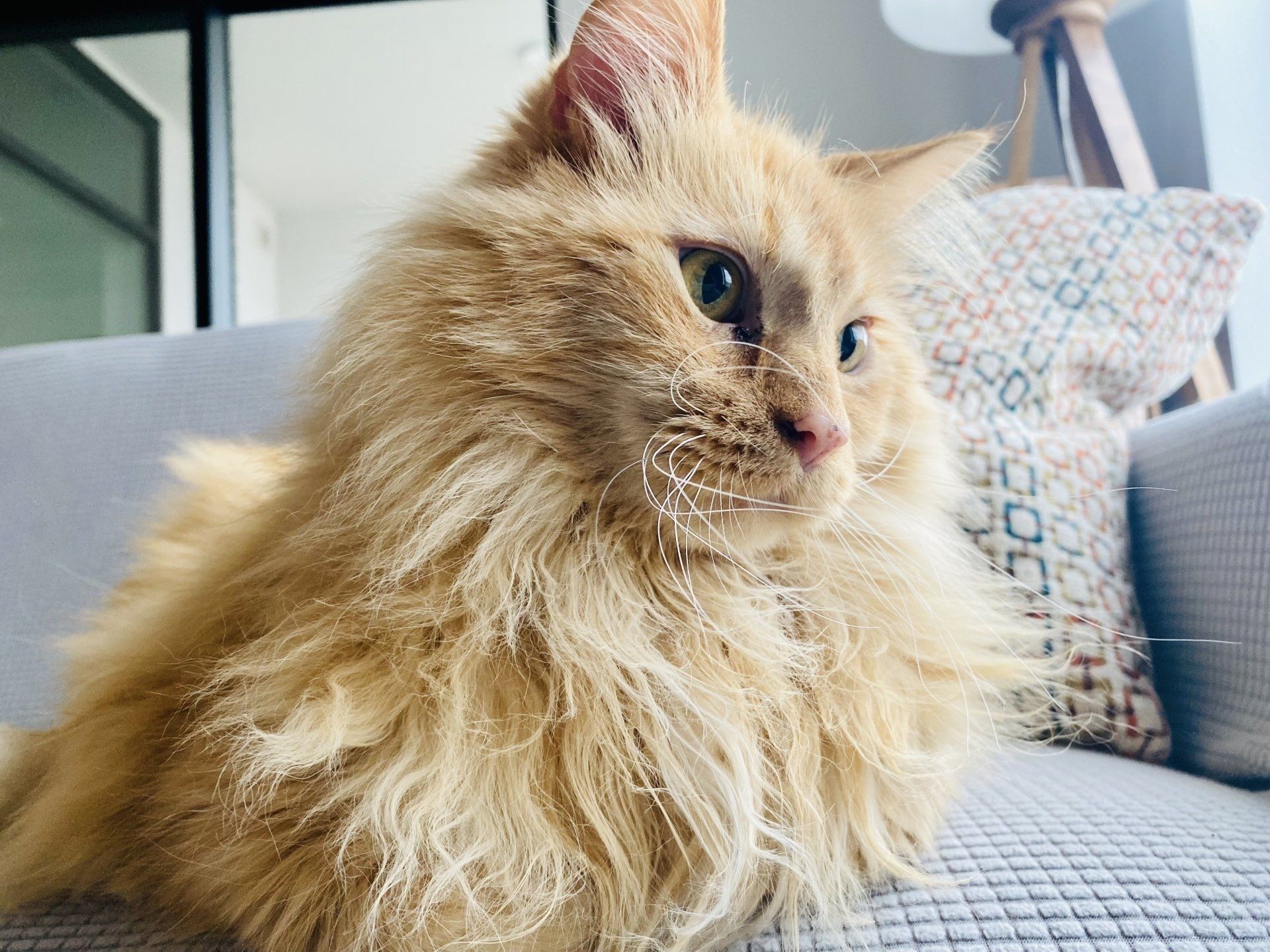 A fluffy orange cat is sitting on a couch looking at the camera.