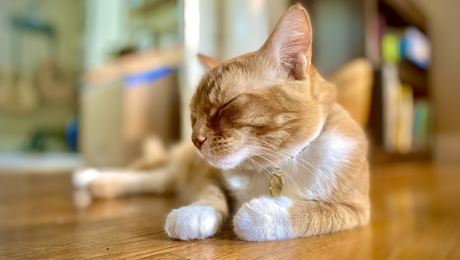 cat sitter