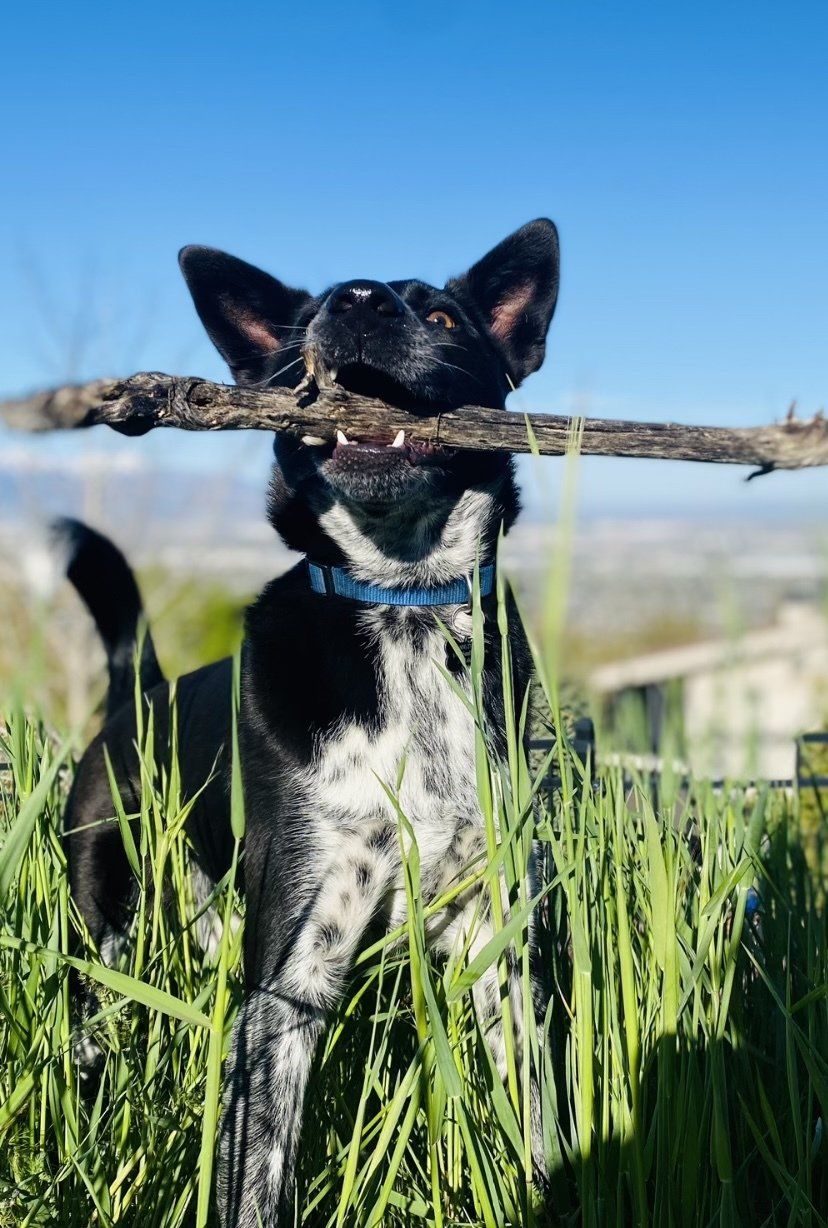 dog hiker