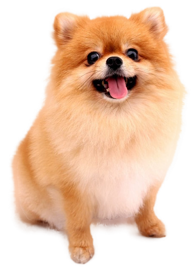 A pomeranian dog with its tongue out is sitting on a white background