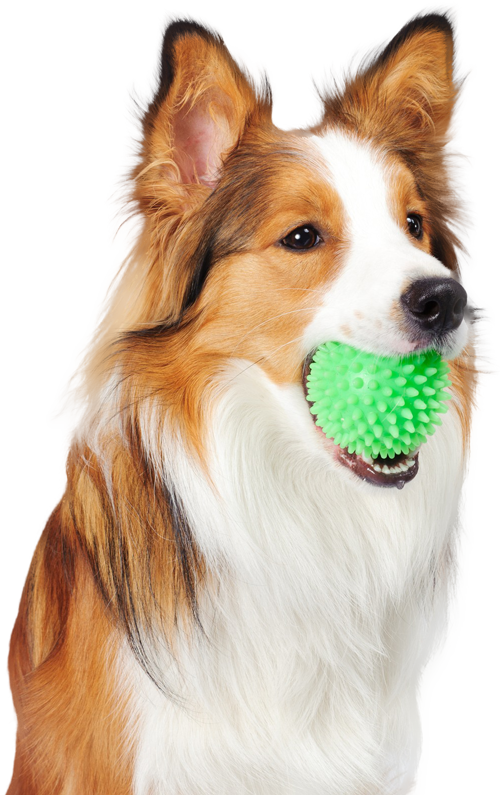 A brown and white dog is holding a green ball in its mouth.