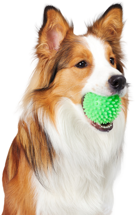 A brown and white dog is holding a green ball in its mouth.