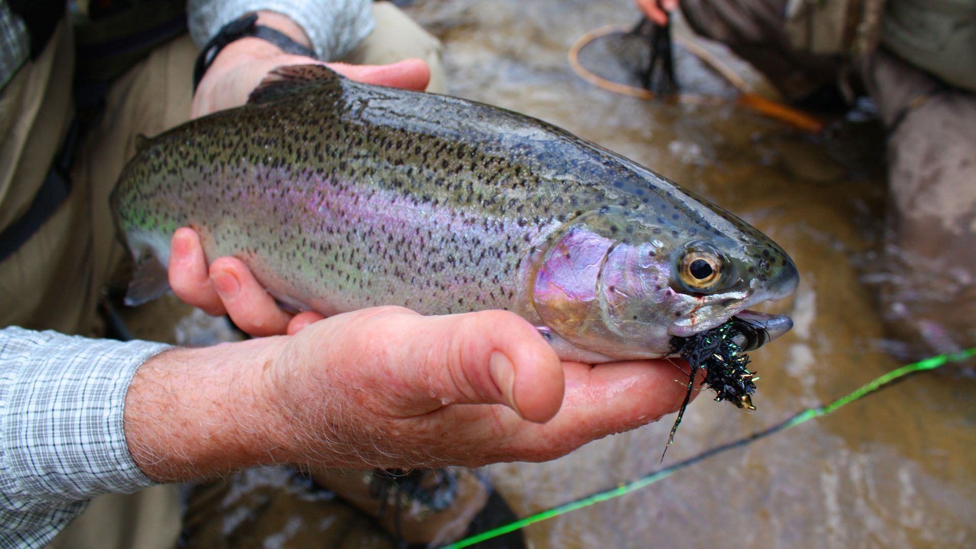 Rainbow trout held in hands, with wet scales and a fishing lure in its mouth.
