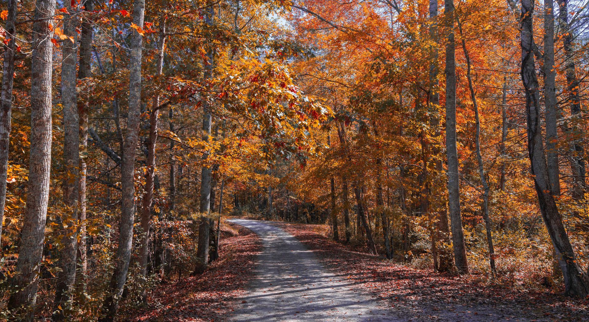 Wooded trail winding through orange autumn trees under warm sunlight