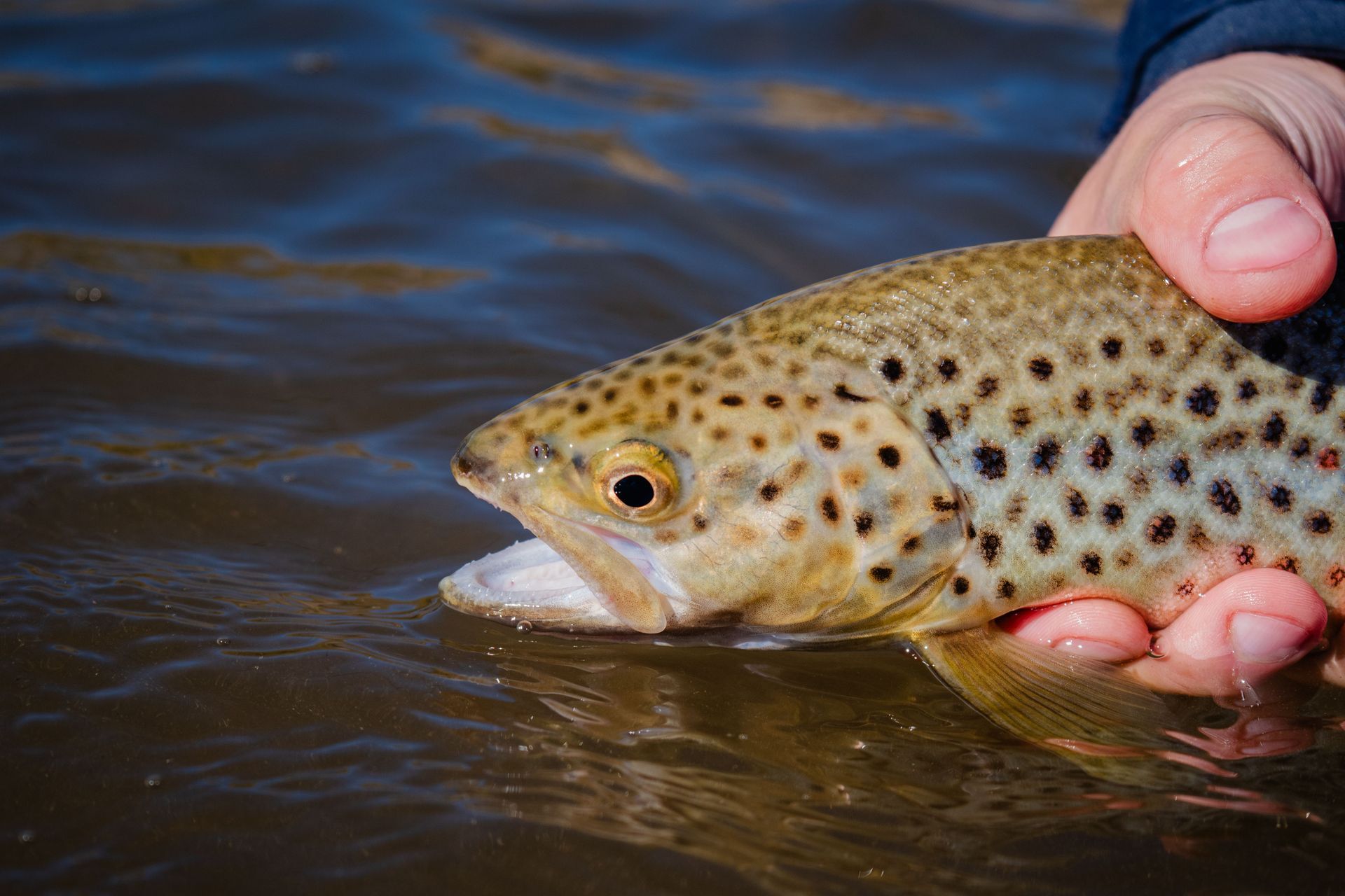 A spotted fish being held in shallow water by a hand