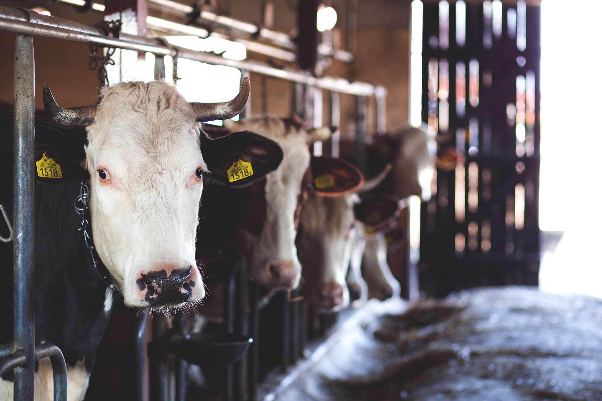 Cows standing in a dim barn, one white cow in front with ear tags.