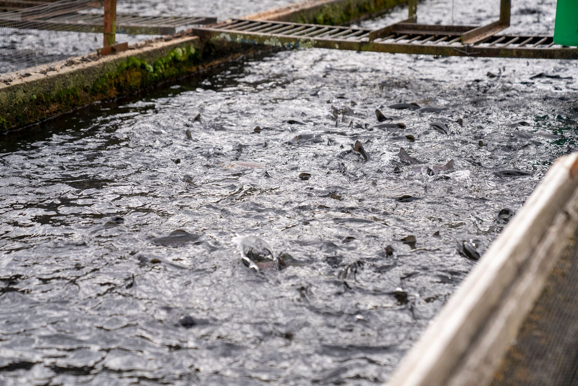 Muddy water flowing through a rectangular concrete channel, with ripples and wet edges.