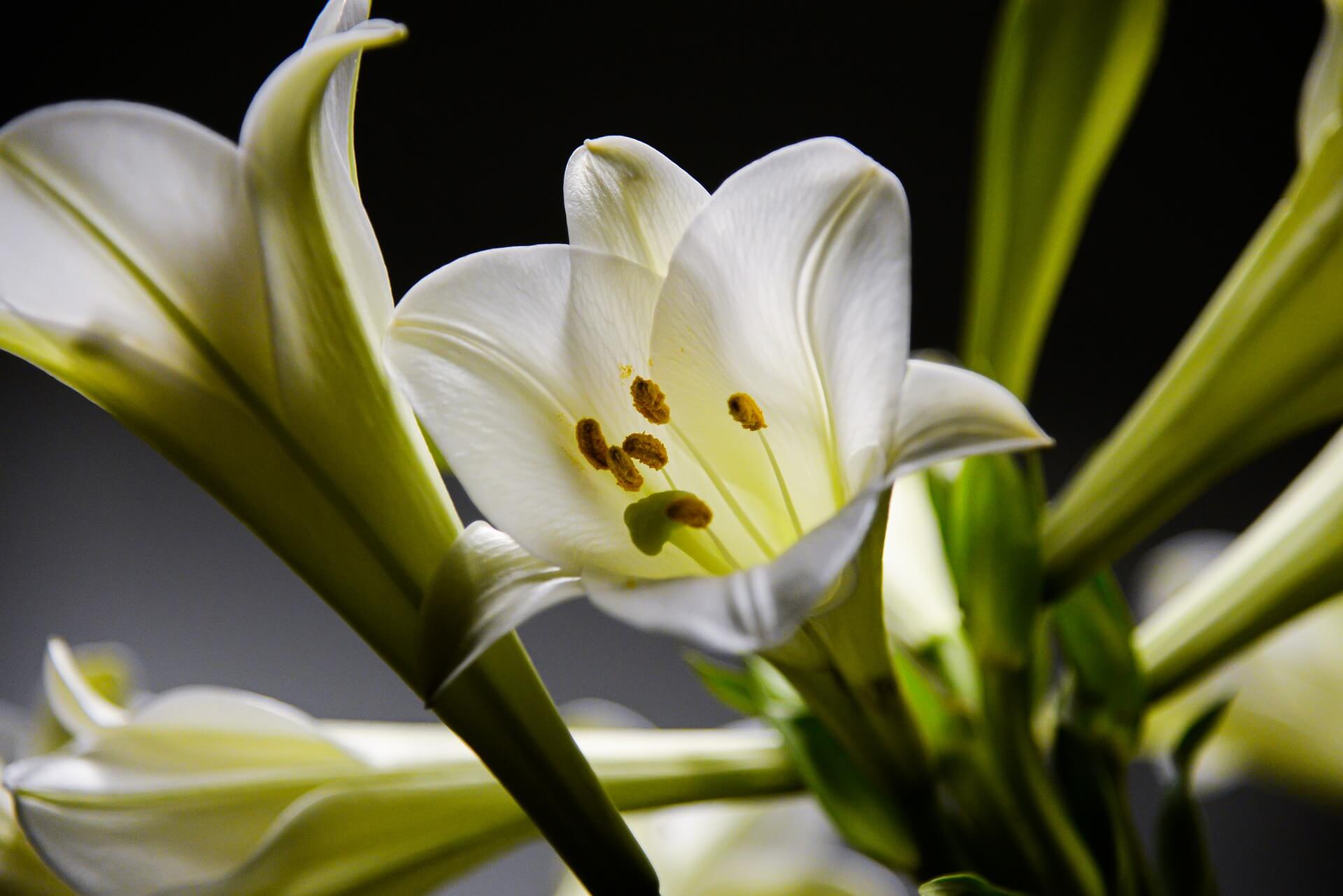 Cremation Options Lily
