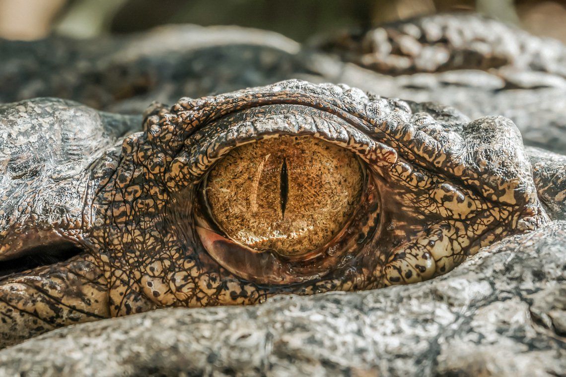 Eine Nahaufnahme des Auges eines Krokodils mit offenem Maul.