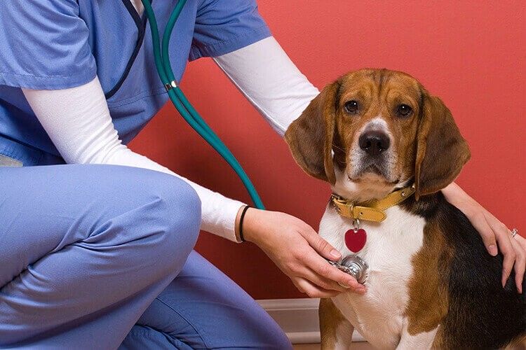 Vet visit — Freeville, NY — Dryden Animal Clinic