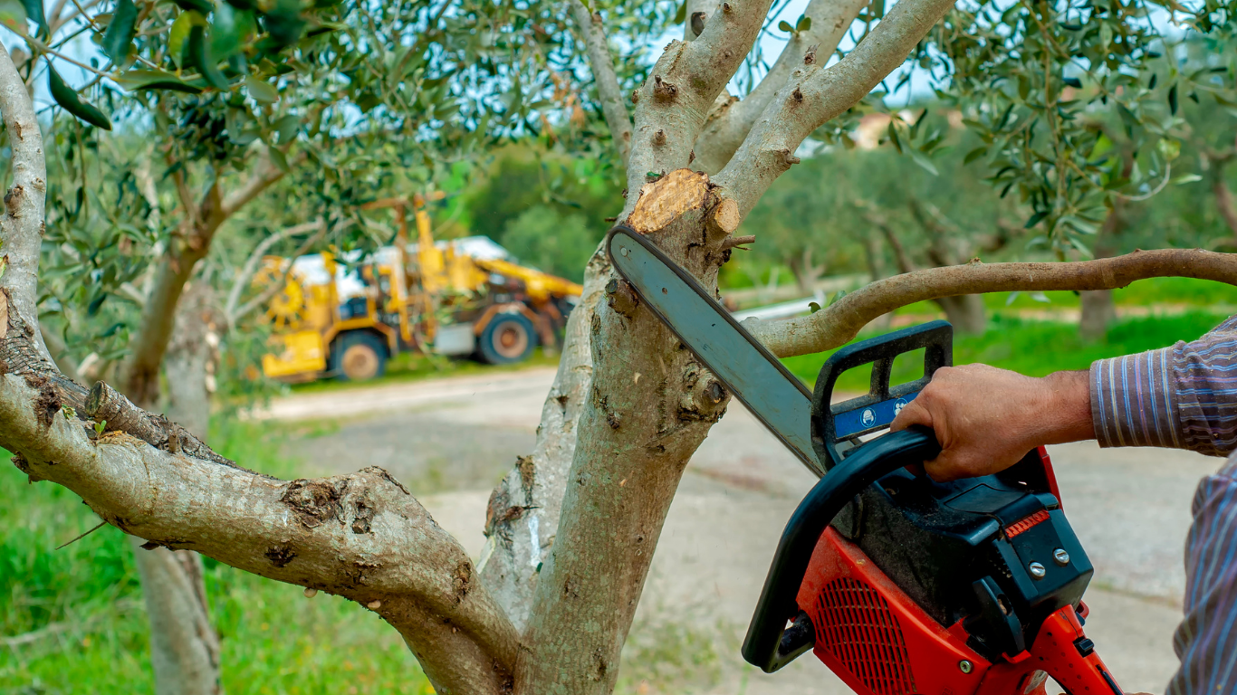 Tree Service
