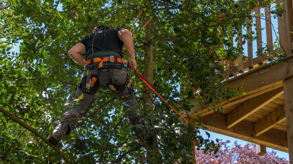 Person using a harness to trim tree branches beside a wooden deck