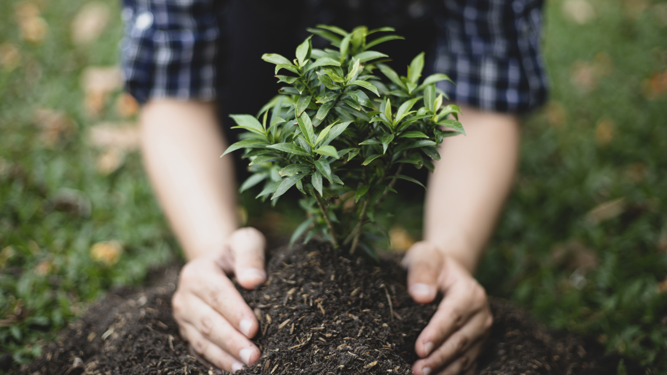 Tree Planting & Preservation