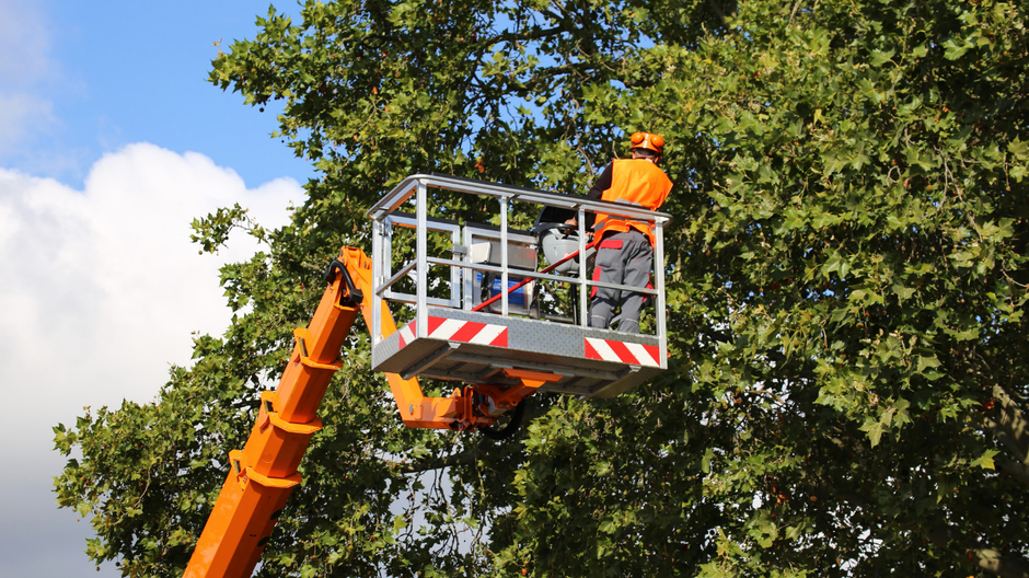Worker in an orange lift trimming a large tree