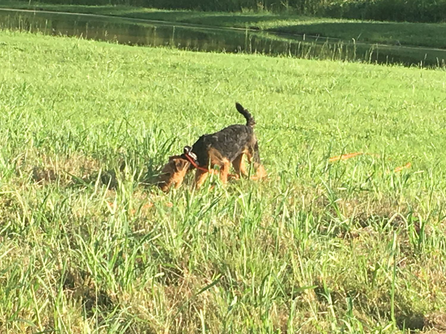 Bendy Altamaha Canine Consulting