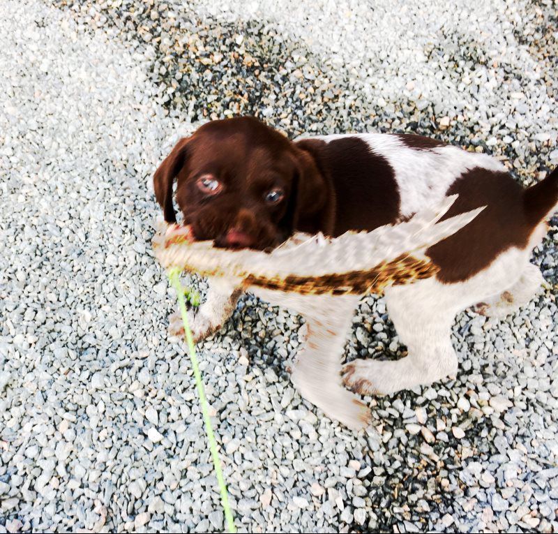 Breeze Altamaha Canine Consulting