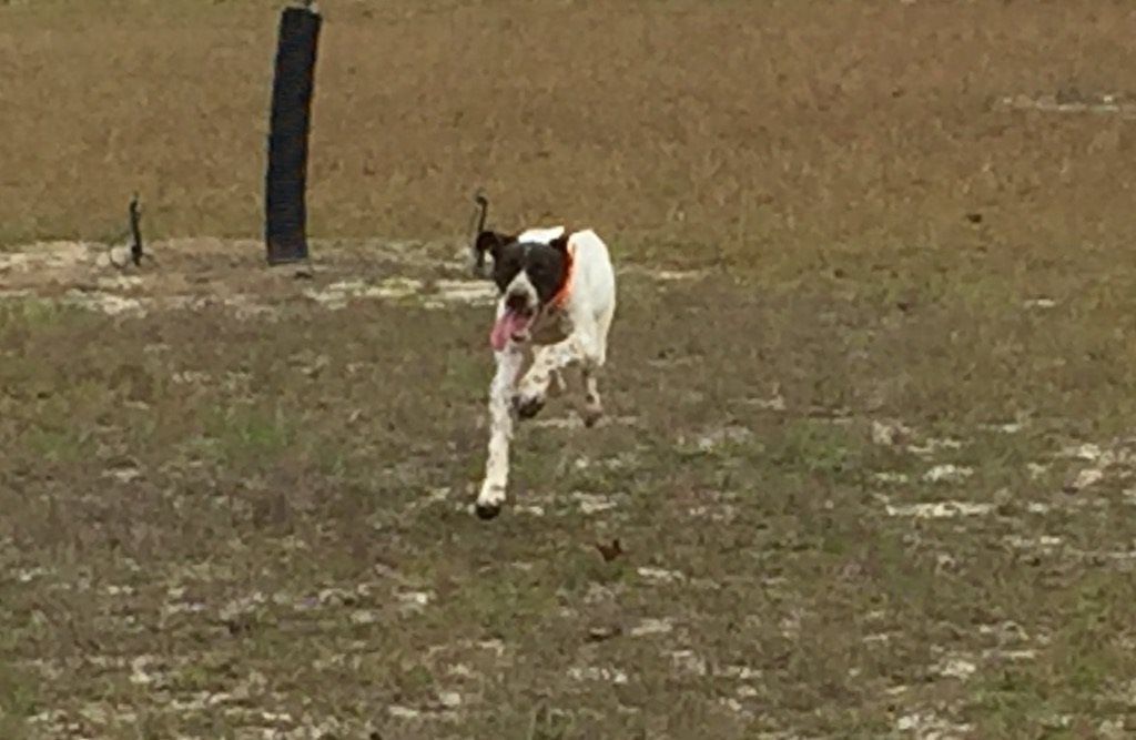 Breeze Altamaha Canine Consulting