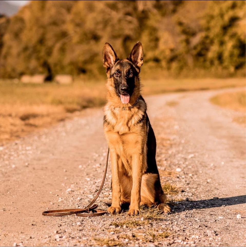 Home Altamaha Canine Consulting